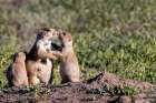 Prairie dog family in Theodore Roosevelt National Park, North Dakota, USA. Art Print